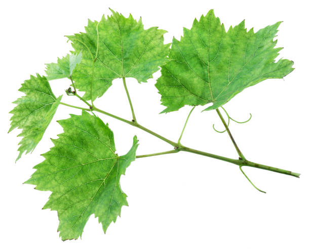 istock Grape leaves or vine leaves on the white background. 901456904