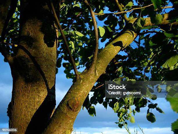 Zacieniona Tree - zdjęcia stockowe i więcej obrazów Bez ludzi - Bez ludzi, Drzewo, Fotografika