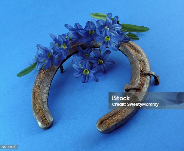 Horseshoe Stock Photo - Download Image Now - Blossom, Blue, Close-up