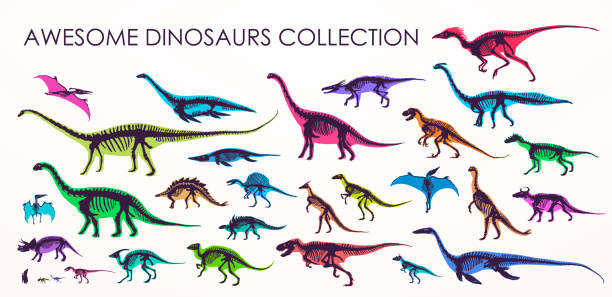 Set of silhouettes, dino skeletons, dinosaurs, fossils. Set of silhouettes, dino skeletons, dinosaurs, fossils. Hand drawn vector illustration. Realistic Sketch collection: diplodocus, triceratops, tyrannosaurus, doodle pattern... spinosaurus stock illustrations