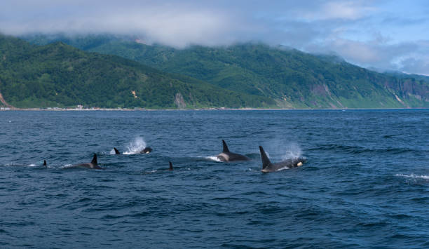 Group of Killer Whales swimming in sea of Okhotsk stock photo