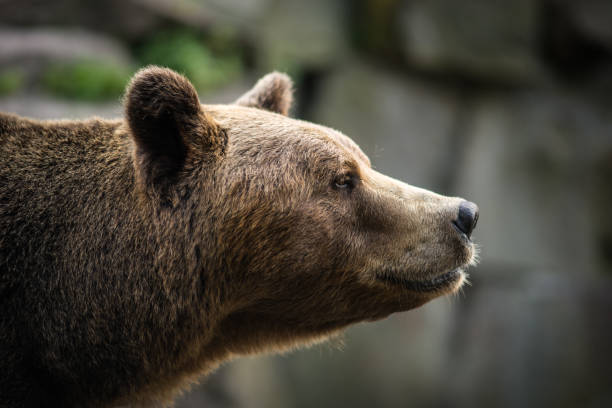 Close up image of  huge brown bear, Russia