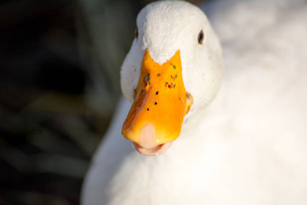 istock Horizontal View Of A Close Up On A White Gosling Head 901465570
