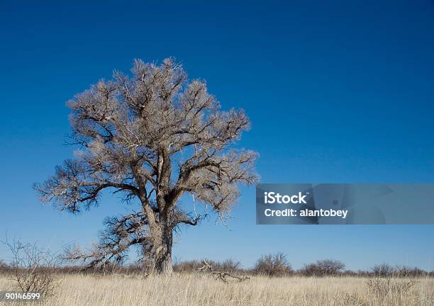 Álamo De Virginia En Invierno Foto de stock y más banco de imágenes de Arizona - Arizona, Azul, Cielo