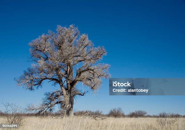 Тополь Дельтовидный Зимой — стоковые фотографии и другие картинки Аризона - Юго-запад США - Аризона - Юго-запад США, Без людей, Голое дерево