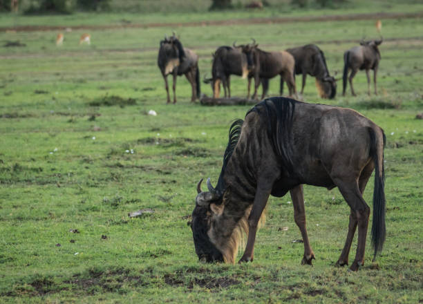 istock Antelope wildebeest in Masai Mara in Kenya 901468250