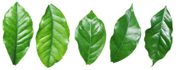 istock Perfect coffee leaves on the white background. 901468544