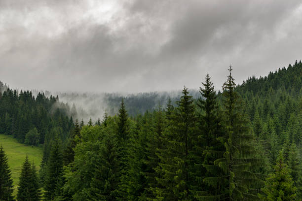 istock Foggy woods and mountains 901468650