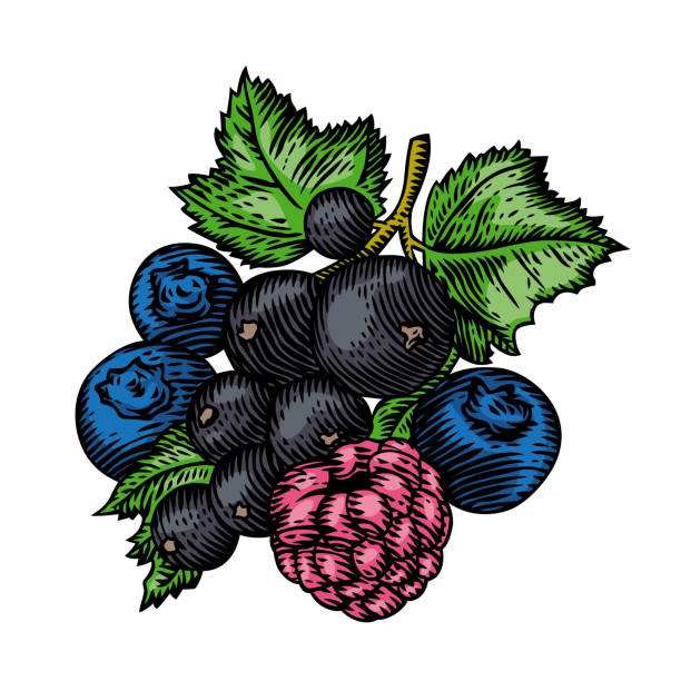 ミックスベリー - currant berry fruit black vector点のイラスト素材／クリップアート素材／マンガ素材／アイコン素材
