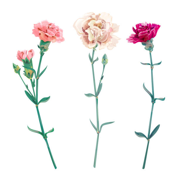 istock Set of carnation schabaud, white, pink, red flowers, buds, green stem, leaves on white background, collection for Mother's Day, victory day, digital draw, vintage illustration, vector 901469748
