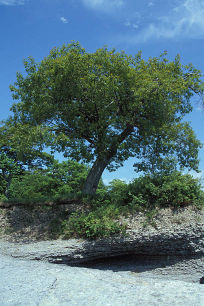 Tree on the edge stock photo