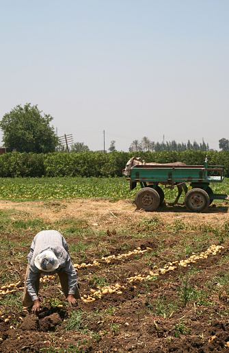 Brown plowed agricultural field with dirt in spring