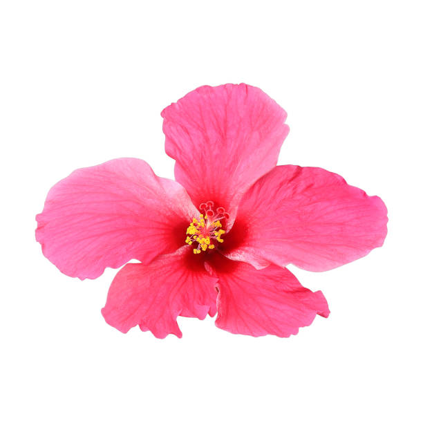 istock Pink hibiscus isolated on white background 901473982