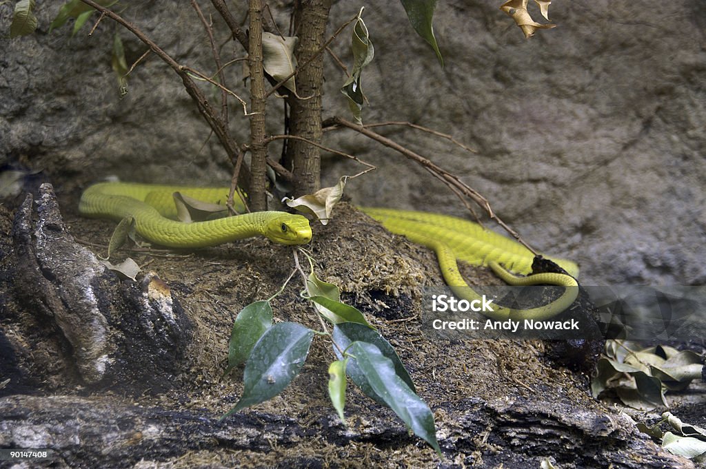 Jaune Serpent 1 - Photo de Attributs des animaux libre de droits