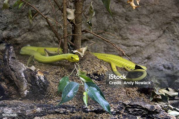 Yellow Snake 1 Stock Photo - Download Image Now - Animal, Animal Attribute, Animal Behavior