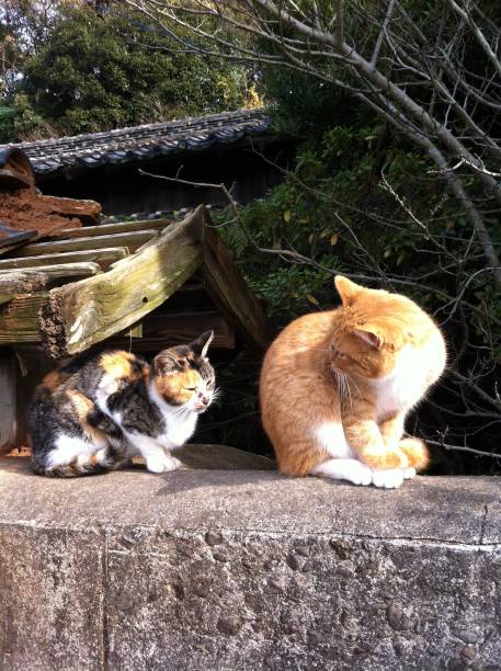 istock old japanese house and cats 901474584