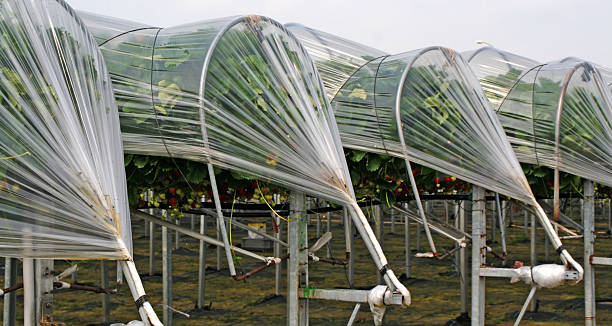 estufa de plástico de morangos # 3 - construction frame plastic agriculture greenhouse imagens e fotografias de stock