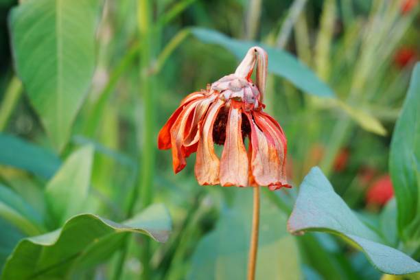 close up of colorful flower