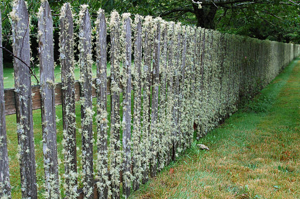 Mossy Fence 2 stock photo