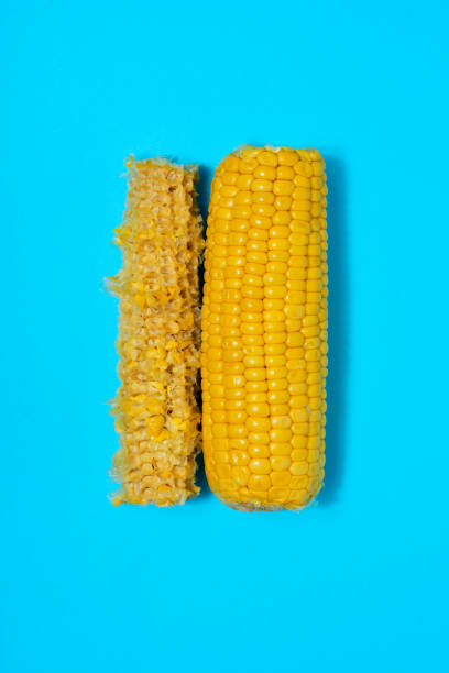 corn on the cob on a blue background high angle view of a corn on the cob and the remains of another corn on the cob on a blue background, with some blank space around them corn cob eaten stock pictures, royalty-free photos & images