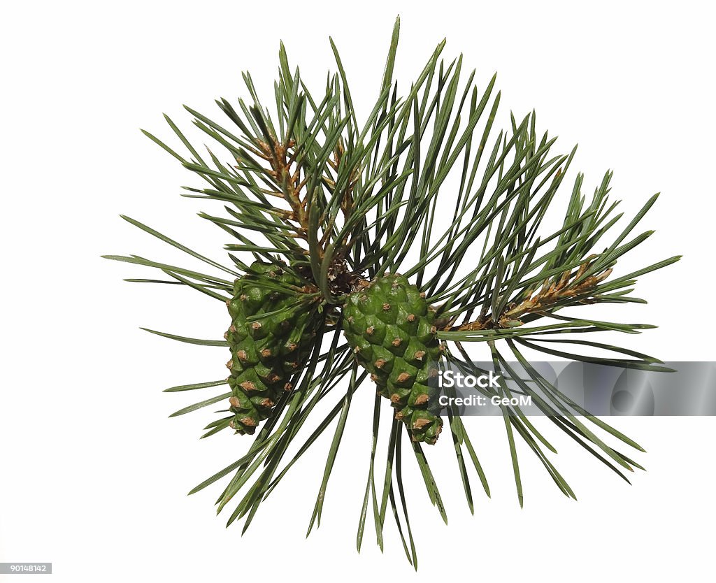 Pine shoot with two cones - Royaltyfri Vanlig tall Bildbanksbilder