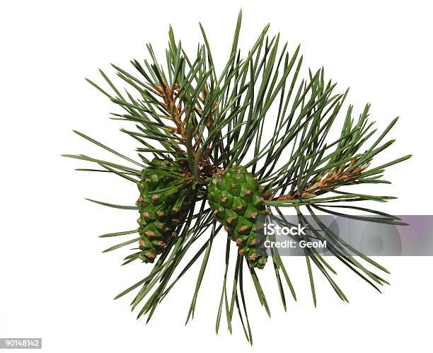 Pine Shoot With Two Cones-foton och fler bilder på Vanlig tall - Vanlig tall, Gren - Plantdel, Vit bakgrund