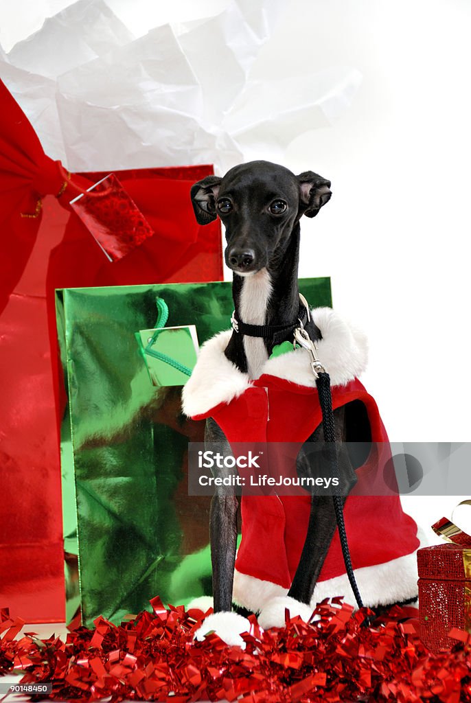 Have A Doggone Great Christmas  Animal Stock Photo