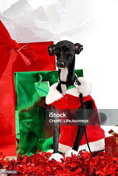 Have A Doggone Great Christmas Stock Photo - Download Image Now - Animal, Artist's Model, Black Color