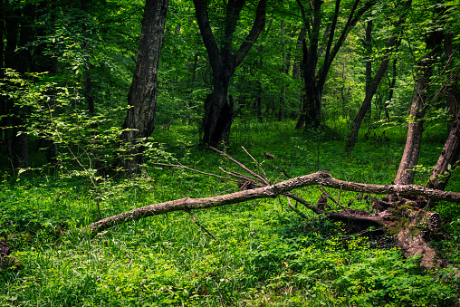 Fallen tree in the forest