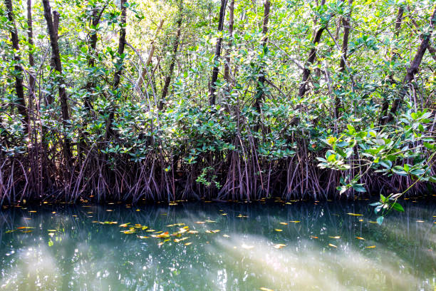 istock Mangrove trees are planted coastline. 901484746