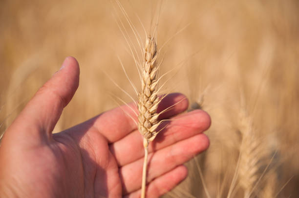 istock Wheat crop on the field 901484904