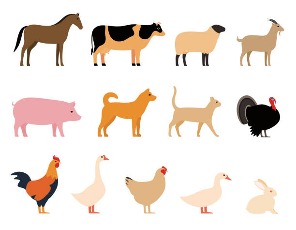 illustrazioni stock, clip art, cartoni animati e icone di tendenza di set icone nere animali da fattoria, bestiame, illustrazione vettoriale - pig silhouette animal livestock