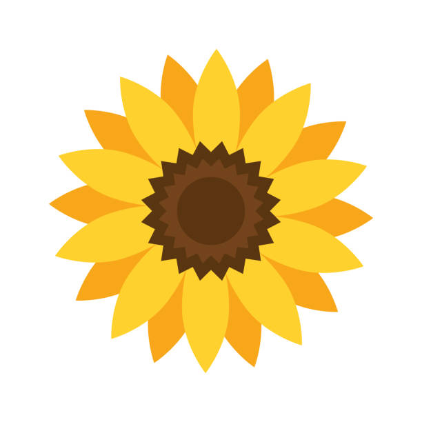 Helianthus or sunflower. Vector illustration Helianthus or sunflower. Vector illustration helianthus stock illustrations