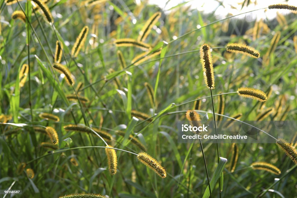 Sonnendurchflutete Grain-Hintergrund - Lizenzfrei Agrarbetrieb Stock-Foto