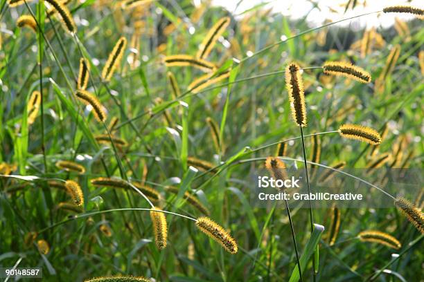 Sonnendurchflutete Grainhintergrund Stockfoto und mehr Bilder von Agrarbetrieb - Agrarbetrieb, Bildhintergrund, Farbbild