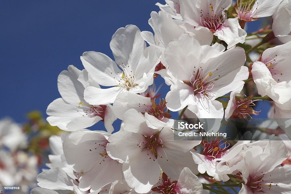 Cerisier japonais en fleurs, serrulata Prunus - Photo de Arbre libre de droits