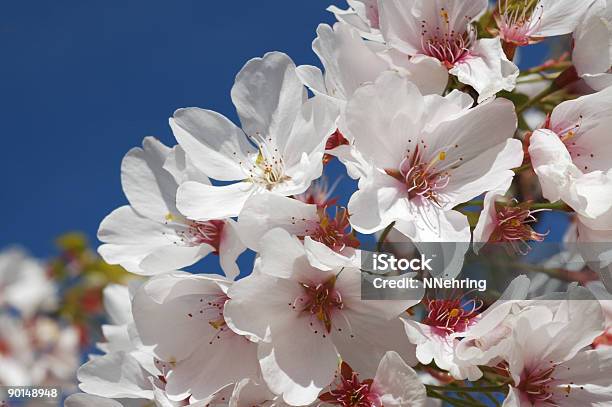 Photo libre de droit de Cerisier Japonais En Fleurs Serrulata Prunus banque d'images et plus d'images libres de droit de Arbre - Arbre, Arbre en fleurs, Arbre fruitier