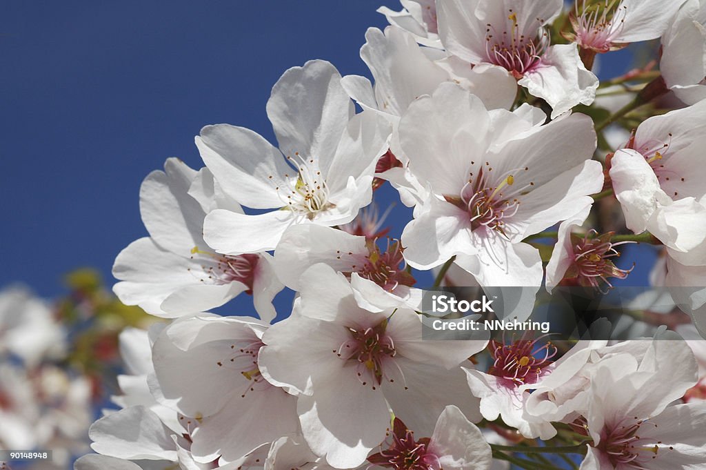 일본 벚꽃, Prunus serrulata - 로열티 프리 0명 스톡 사진