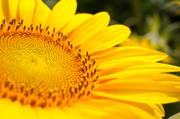 istock Sunflower flower closeup on the field 901489754