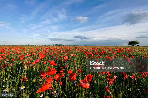 Campo Di Papaveri E Cielo Blu Xl - Fotografie stock e altre immagini di Orizzonte - Orizzonte, Papavero - Pianta, Papavero comune