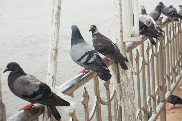 istock Pigeons, couple of doves on railing 901492000