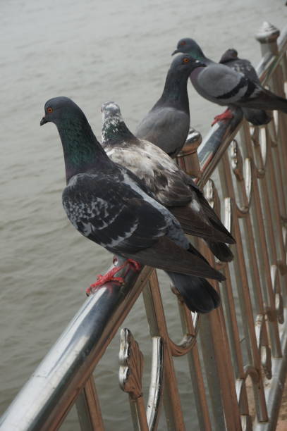 istock Doves, group of pigeons on railing 901492024