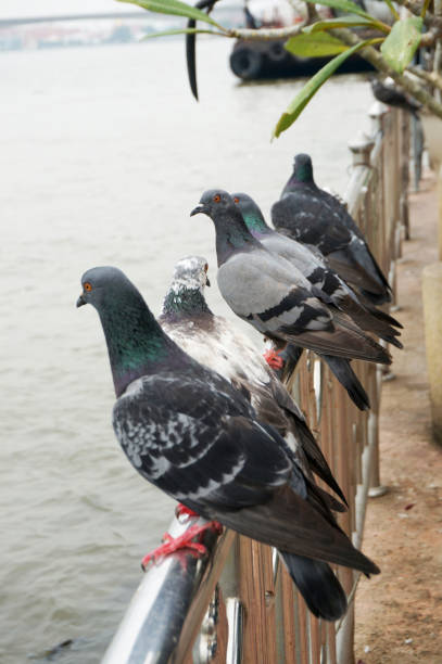 istock Pigeons, group of doves on railing 901492060