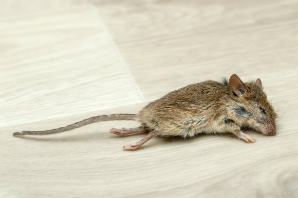 closeup dead mouse on gray floor in an apartment house. inside high-rise buildings. fight with rodents in the apartment. extermination. - dead animal mouse dead body death imagens e fotografias de stock