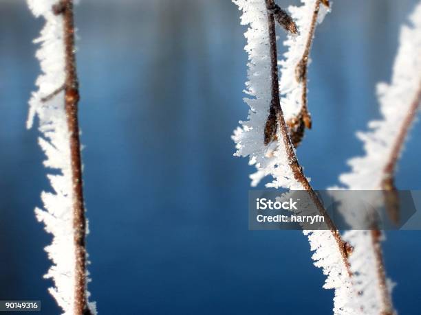 Foto de Frescor De Inverno e mais fotos de stock de Beleza natural - Natureza - Beleza natural - Natureza, Bosque - Floresta, Branco