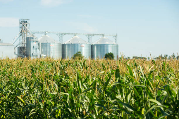 istock Agricultural elevator or granary on the field 901493206