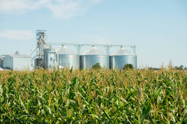 istock Agricultural elevator or granary on the field 901493736
