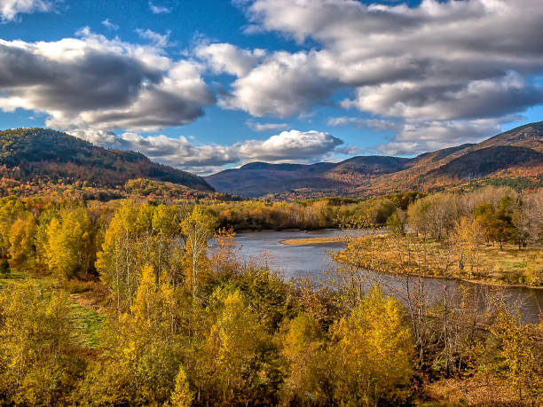 istock Autumn in the forest 901493800
