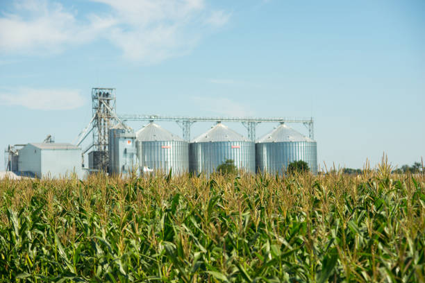 istock Agricultural elevator or granary on the field 901494044