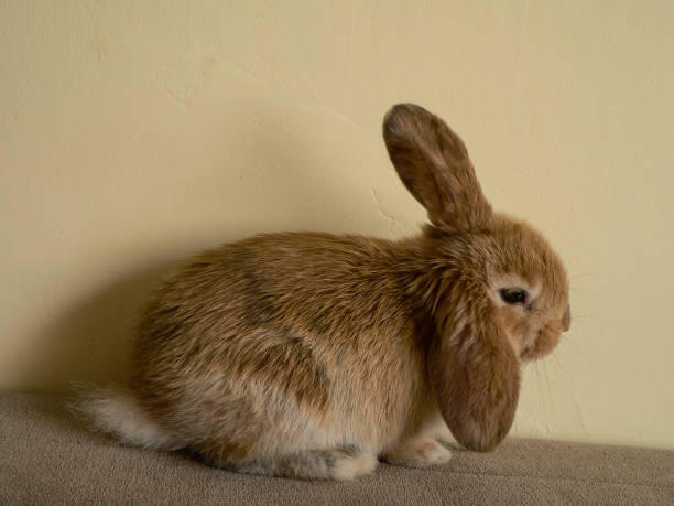 istock Young cute brown fluffy happy rabbit in room 901494066